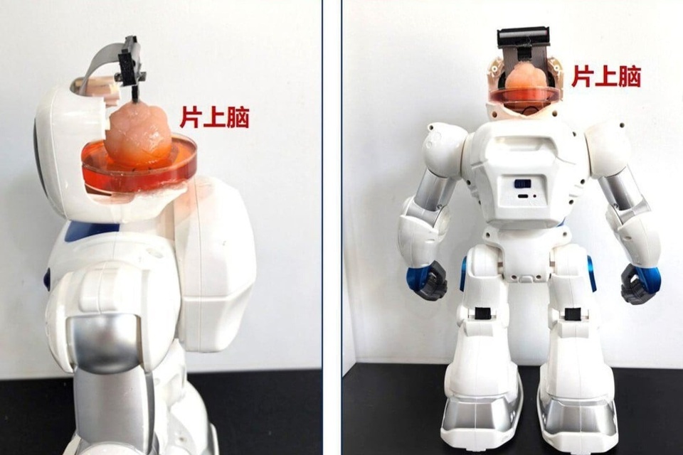 Chinese robot has a brain made from human cells